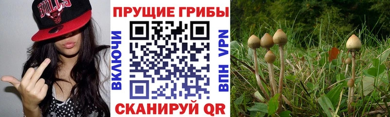 Псилоцибиновые грибы Psilocybe  Кольчугино 